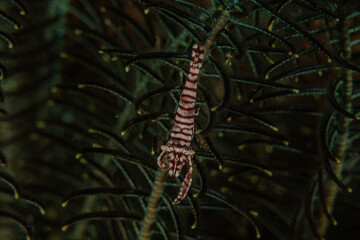 Emperor shrimp in the Bohol Sea, Philippines
