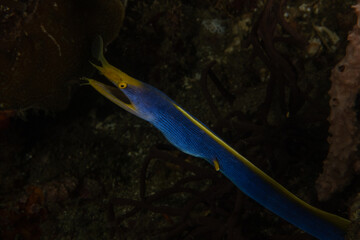 Blue Ribbon Eel in the Sea of the Philippines
