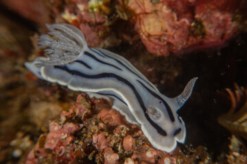 A Nudibranch Sea slug in the Sea at Anilao, Philippines
