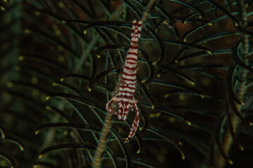 Emperor shrimp in the Bohol Sea, Philippines
