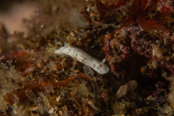 A Nudibranch Sea slug in the Sea at Anilao, Philippines
