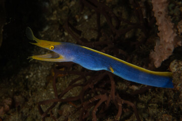 Blue Ribbon Eel in the Sea of the Philippines
