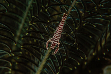 Emperor shrimp in the Bohol Sea, Philippines

