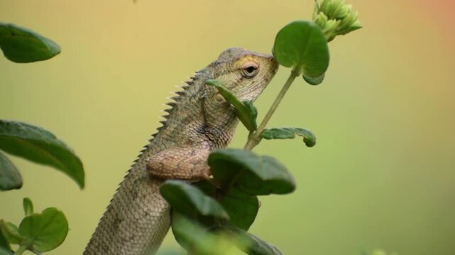 The oriental garden lizard, common garden lizard, bloodsucker, or changeable lizard is a garden lizard found widely distributed in India