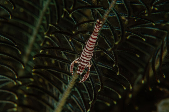 Emperor shrimp in the Bohol Sea, Philippines

