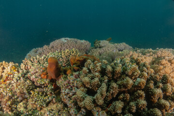Coral reef and water plants in the Sea of the Philippines
