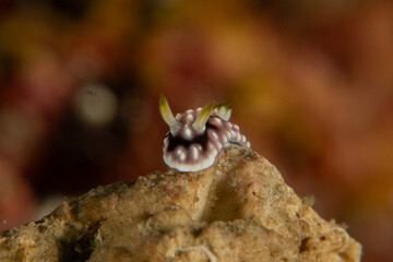 A Nudibranch Sea slug in the Sea at Anilao, Philippines
