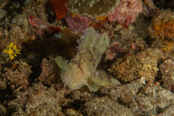 Coral reef and water plants in the Sea of the Philippines

