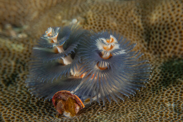 Coral reef and water plants in the Sea of the Philippines
