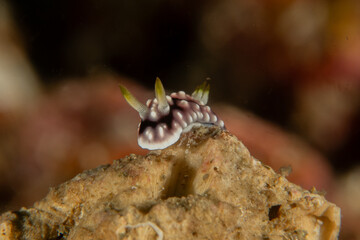 A Nudibranch Sea slug in the Sea at Anilao, Philippines
