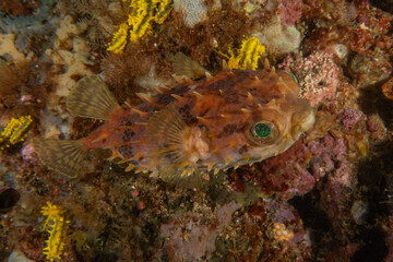 Fish swim in the Sea of the Philippines
