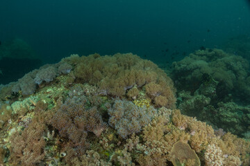 Coral reef and water plants in the Sea of the Philippines
