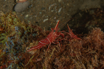 Shrimp in the Sea of the Philippines