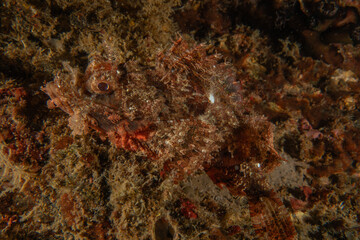 Fish swim in the Sea of the Philippines
