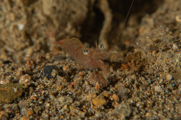 Shrimp in the Sea of the Philippines