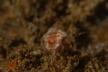 Fish swim in the Sea of the Philippines
