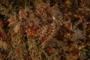 Fish swim in the Sea of the Philippines
