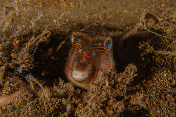Fish swim in the Sea of the Philippines
