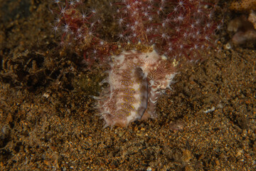Sea Horse in the Sea of the Philippines
