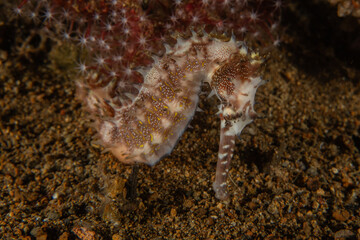 Sea Horse in the Sea of the Philippines
