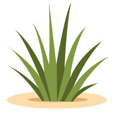 Green succulent plant with pointed leaves growing in sandy soil. Perfect for home decoration, botanical illustrations.