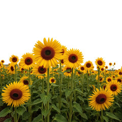 sunflowers with transparent background PNG and JPEG image