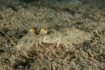Fish swim in the Sea of the Philippines
