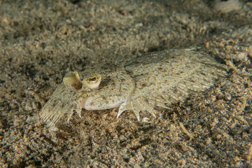 Fish swim in the Sea of the Philippines
