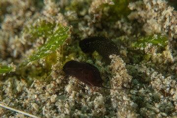 Coral reef and water plants in the Sea of the Philippines
