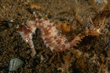 Sea Horse in the Sea of the Philippines
