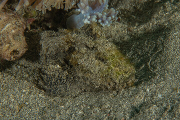 Fish swim in the Sea of the Philippines
