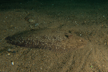 Fish swim in the Sea of the Philippines
