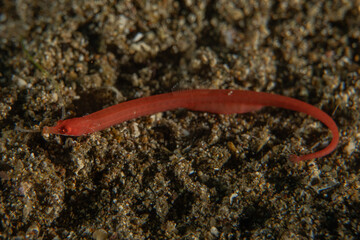 Fish swim in the Sea of the Philippines
