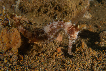 Sea Horse in the Sea of the Philippines
