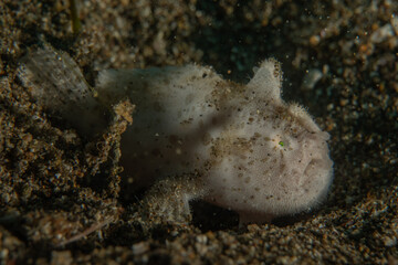 Fish swim in the Sea of the Philippines
