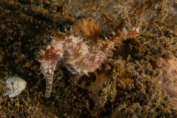 Sea Horse in the Sea of the Philippines
