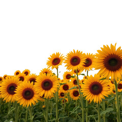 sunflowers with transparent background PNG and JPEG image