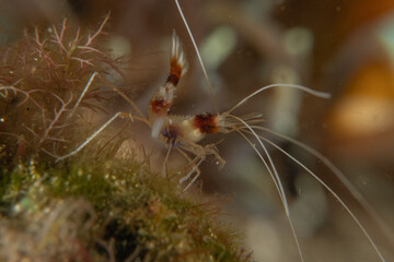 Banded coral shrimp Stenopus Hispidus in the Sea of the Philippines
