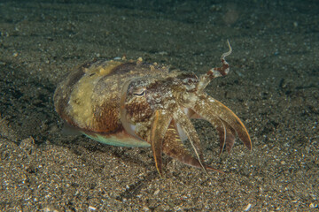 Catfish swims in a lake and swamp in Israel
