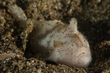 Fish swim in the Sea of the Philippines
