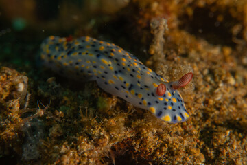 A Nudibranch Sea slug in the Sea at Anilao, Philippines
