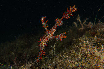 Ghost fish swim in the Sea of the Philippines
