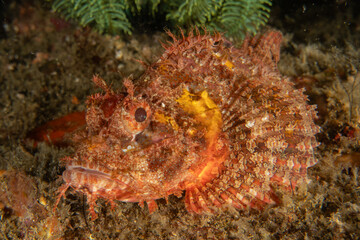 Fish swim in the Sea of the Philippines
