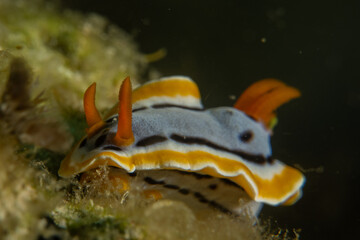 A Nudibranch Sea slug in the Sea at Anilao, Philippines
