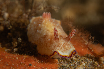 A Nudibranch Sea slug in the Sea at Anilao, Philippines

