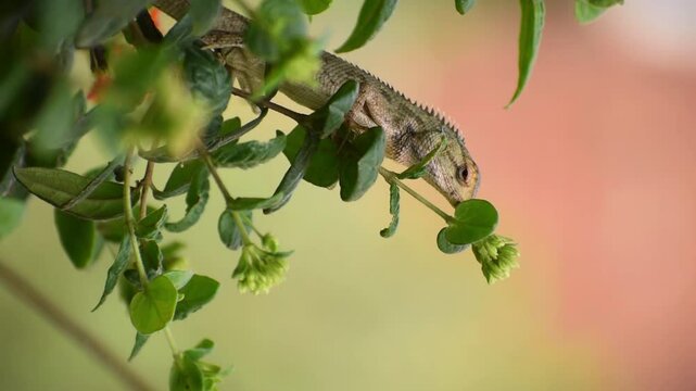 The oriental garden lizard, common garden lizard, bloodsucker, or changeable lizard is a garden lizard found widely distributed in India