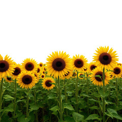 Fototapeta premium sunflowers in the field with transparent background PNG and JPEG image