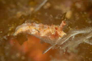 A Nudibranch Sea slug in the Sea at Anilao, Philippines
