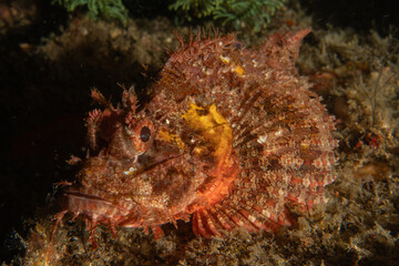 Fish swim in the Sea of the Philippines
