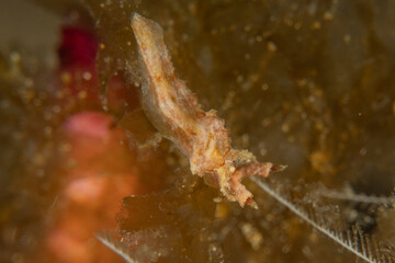 A Nudibranch Sea slug in the Sea at Anilao, Philippines
